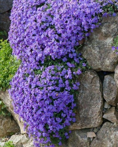 بذور زهور اللوبيليا المتدلية الزرقاء -Blue Droopin...