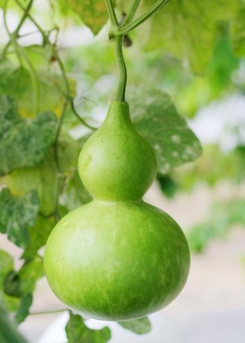 بذور زجاجة القرع - زجاجة كبيرة - Pumpkin Seeds - L...