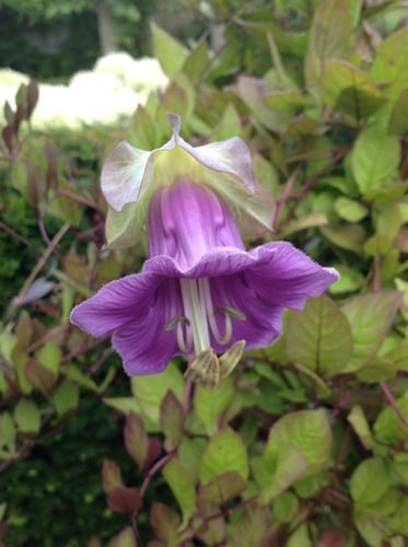 كوبيا سكاندن او متسلقة اجراس الكاتدرائية - Cobaea...