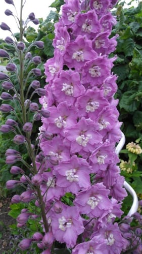 بذور زهور الدلفينيوم المنوعة ( مهماز السيد ) -Delp...