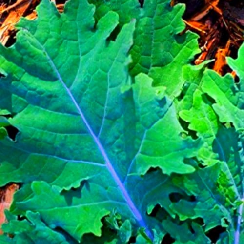 بذور الكيل الأحمر الروسي (العضوي ) — Organic Red R...