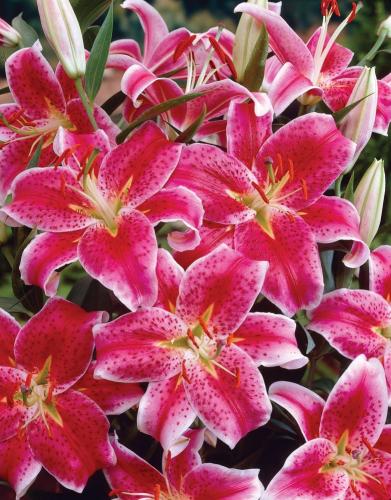 ابصال زنابق الليليوم - Lily bulbs