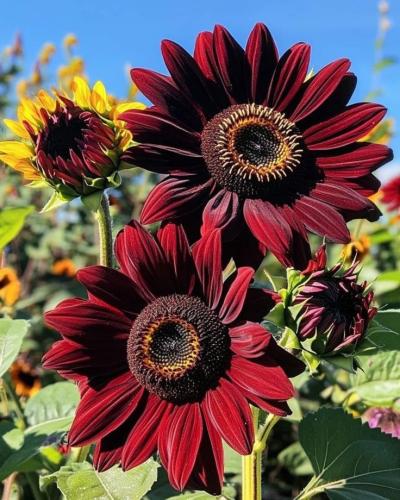 بذور زهور عباد الشمس شوكلاتة كرزية - Chocolate Che...