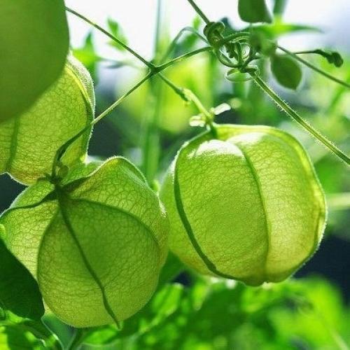 بذور متسلقة البالون او الفانوس (متوارث)