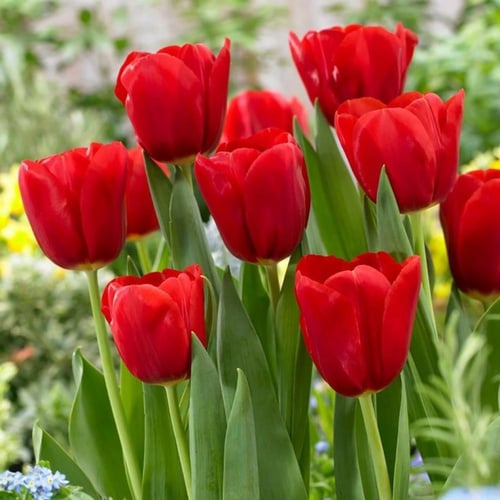 ابصال توليب احمر ناري -Fiery red tulip bulbs
