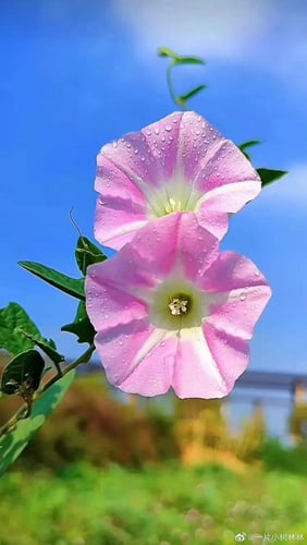 بذور زهور مجد الصباح الملونة - Colorful Morning Gl...