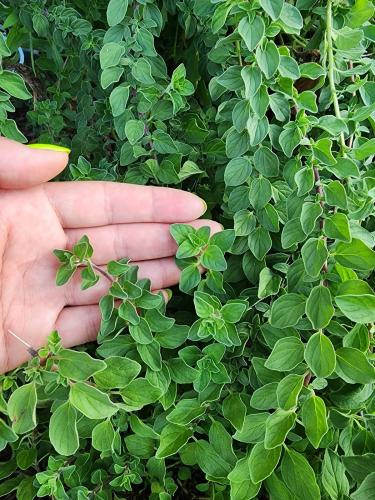 بذور أوريجانو زعتر بري (عضوي) - Oregano Seeds - Co...