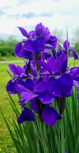 ابصال السوسن الزرقاء - blue iris bulbs