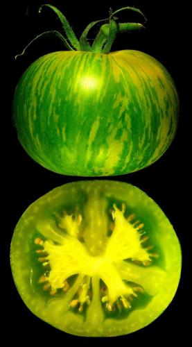 بذور طماطم السلطة الحمار الوحشي اخضر - Tomato Seed...