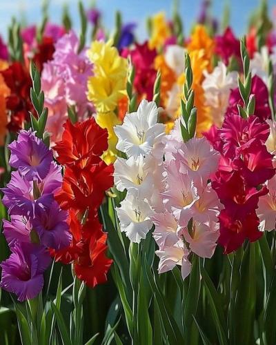 ابصال ازهار الجلاديلوس - Gladiolus flower bulbs
