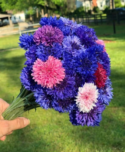 بذور زهرة القنطريون المزدوجة ( زهرة الذرة ) - Doub...