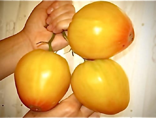 بذور طماطم القباب الذهبية - Golden Domes Tomato Se...