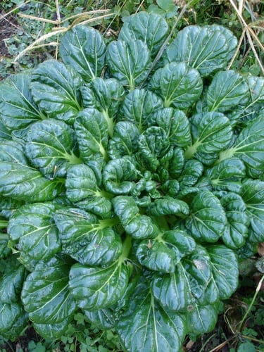 بذور بوك شوي تاستوي عضوي - Organic Bok choy seeds