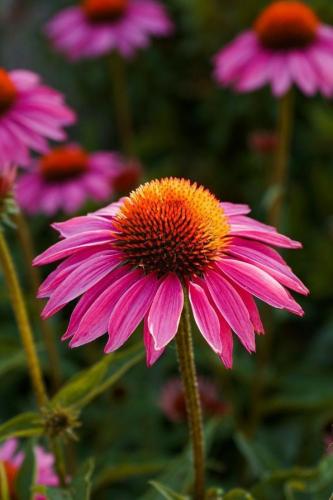 بذور زهور إشنسا ( القنفدية ) - زهرة المخروط الأرجو...