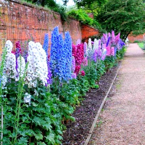 بذور زهور الدلفينيوم المنوعة ( مهماز السيد ) -Delp...