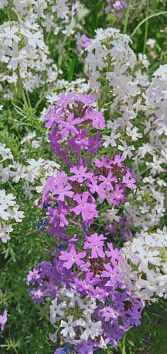 بذور زهور الروكيت الحلوة المختلطة - Sweet Rocket M...