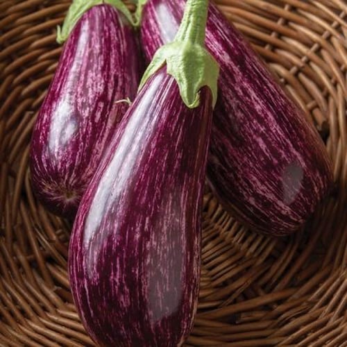 بذور باذنجان مخطط مبكر النمو - striped eggplant se...