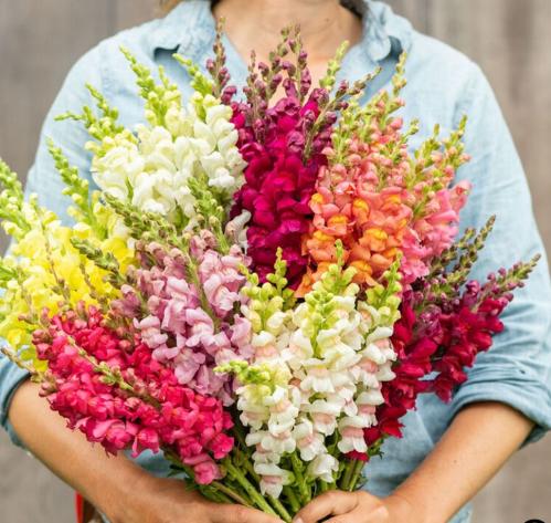 بذور زهور فم السمكة ( انف العجل ) الملونة - DWARF...