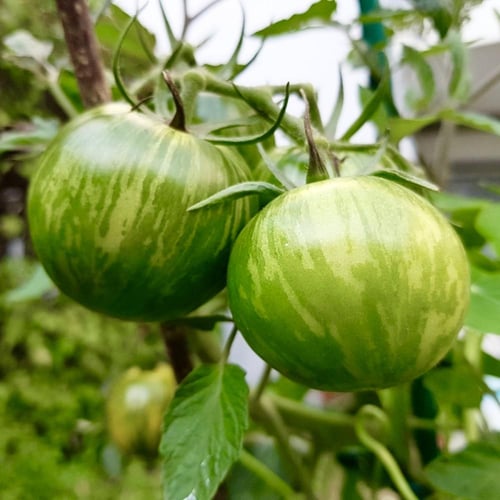 بذور طماطم السلطة الحمار الوحشي اخضر - Tomato Seed...
