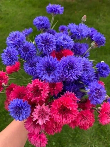 بذور زهرة القنطريون المزدوجة ( زهرة الذرة ) - Doub...