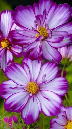 بذور زهور ( كوزموس ثنائي الريش ). - Flower seeds o...