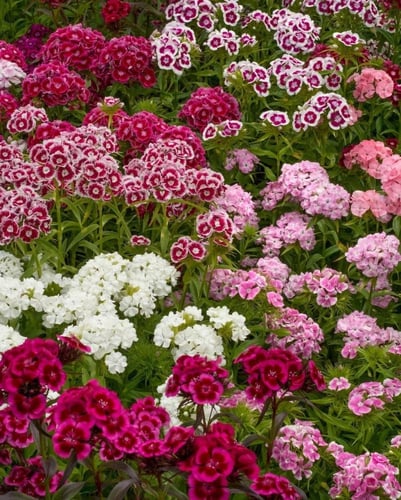 بذور زهرة القرنفل "سويت ويليام" - Sweet William ca...