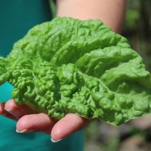 بذور ريحان الخس الإيطالي العضوي -Organic Italian L...