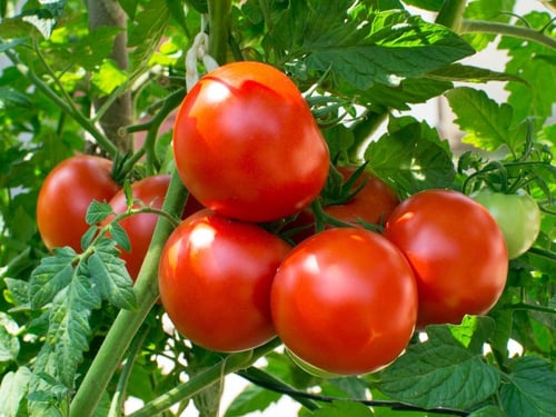بذور الطماطم ربيع اوريغون - Tomato Seeds - Oregon...