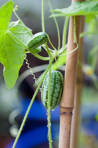 بذور خيار البطيخ المكسيكي ( الكوكاميلون ) - Mexica...