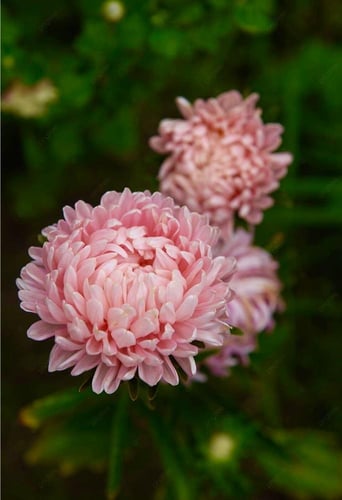 بذور زهرة استر ( برج الشمواه ) - Aster flower seed...