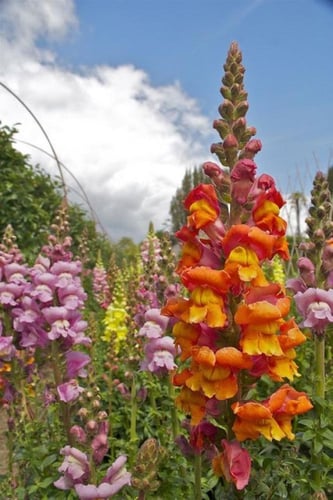 بذور زهور فم السمكة ( انف العجل ) الملونة - DWARF...