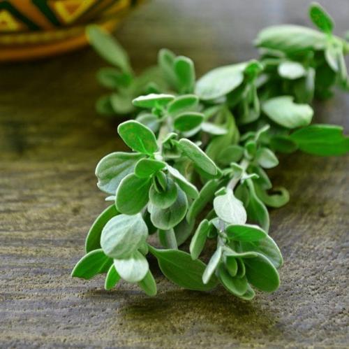 بذور زعتر سوري - Syrian thyme seeds