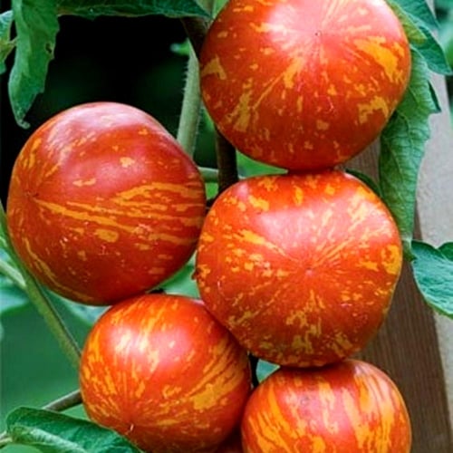 بذور طماطم دو المميزه