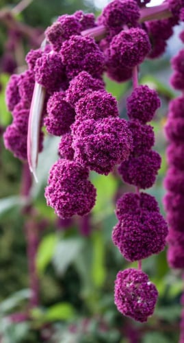 بدور زهور الأمارنث الفوشيا - fuchsia amaranth flow...