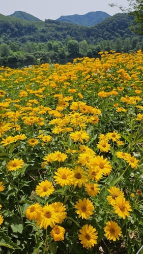 بذور دوار الشمس عين الثور - Sunflower Ox Eye