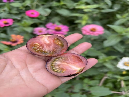 بذور طماطم الكرة السوداء - Black ball tomato seeds