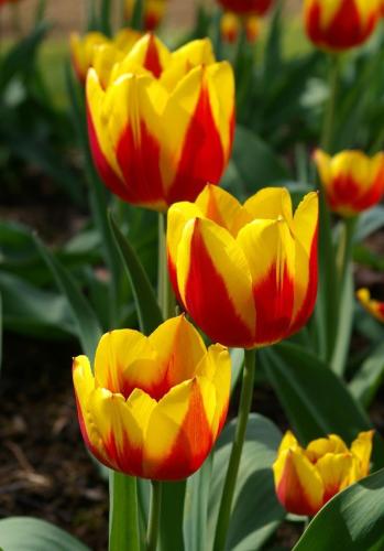ابصال توليب جوهرة الأقحوان -Tulip bulbs Jewel of t...