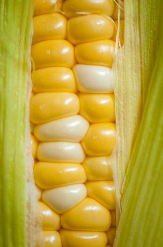 بذور ذرة السكر الروسية ( هجبن ) -Russian sugar corn seeds Ramondia (F1)