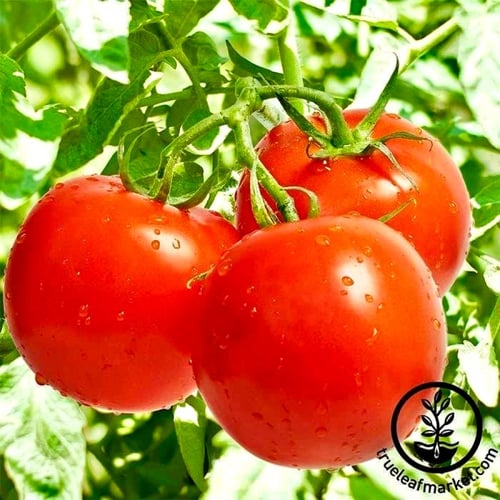 بذور طماطم السلطة ( هجين) سيليبرتي بلس - Celebrity...