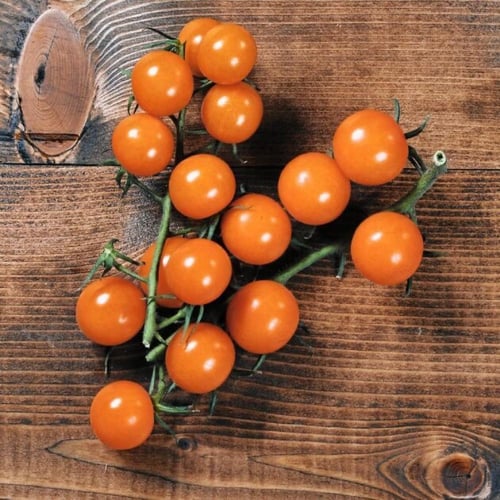 بذور الطماطم الكرزي قطعة الذهب -حائزة على جائزة ال...