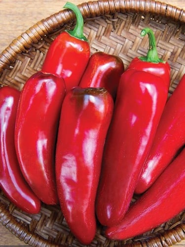 بذور فلفل تام هالبينو - Pepper Seeds - Hot - TAM J...