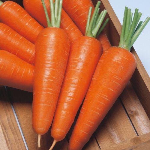 بذور الجزر دانفرز ١٢٦ - Danvers 126 Carrot