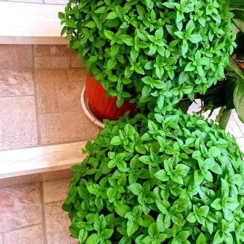 بذور كرة الريحان اليونانية - Greek basil ball seed...