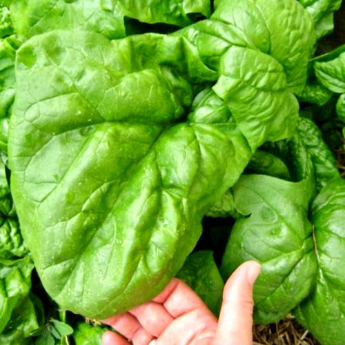 بذور السبانخ - العملاقة النبيلة - Spinach seeds - the noble giant