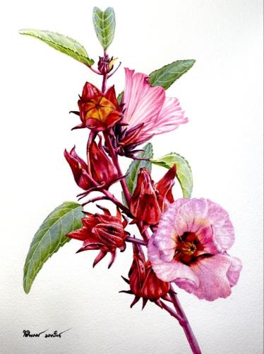 بذور كركديه - Hibiscus seeds