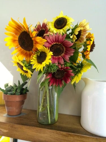 بذور زهور عباد الشمس متعدد الاصناف ومتوارث - Sunfl...