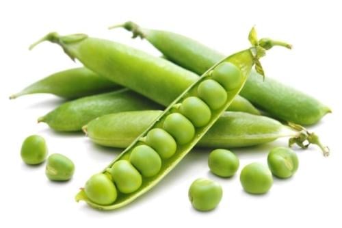 بذور بازلاء الكسندرا - WRINKLED PEAS ALEXANDRA