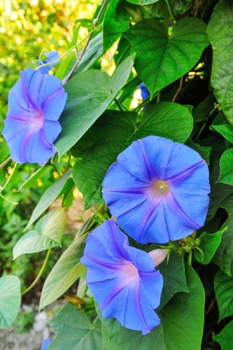 بذور زهور مجد الصباح الملونة - Colorful Morning Gl...