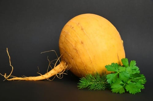 بذور اللفت الذهبي العضوي جولدانا ( شلغم ) - Organi...