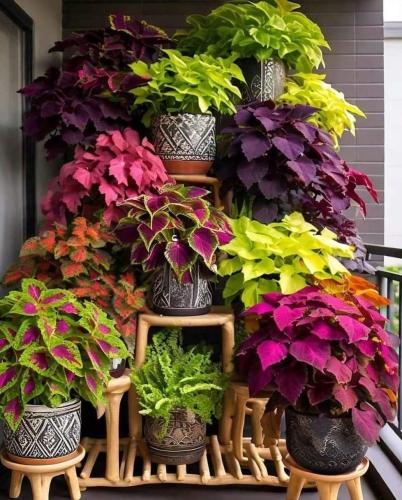 بذور نبات الكاليوس ( السجاد ) - Coleus seeds